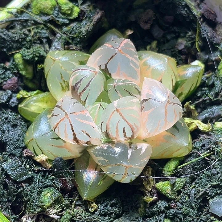 699水晶实生锦特选福利