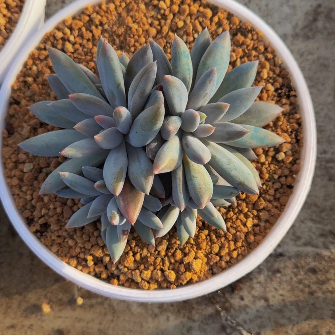 焦糖体 哥特 4头  一物一拍