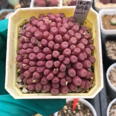 多肉肉锥 紫花流水铜壶 128头