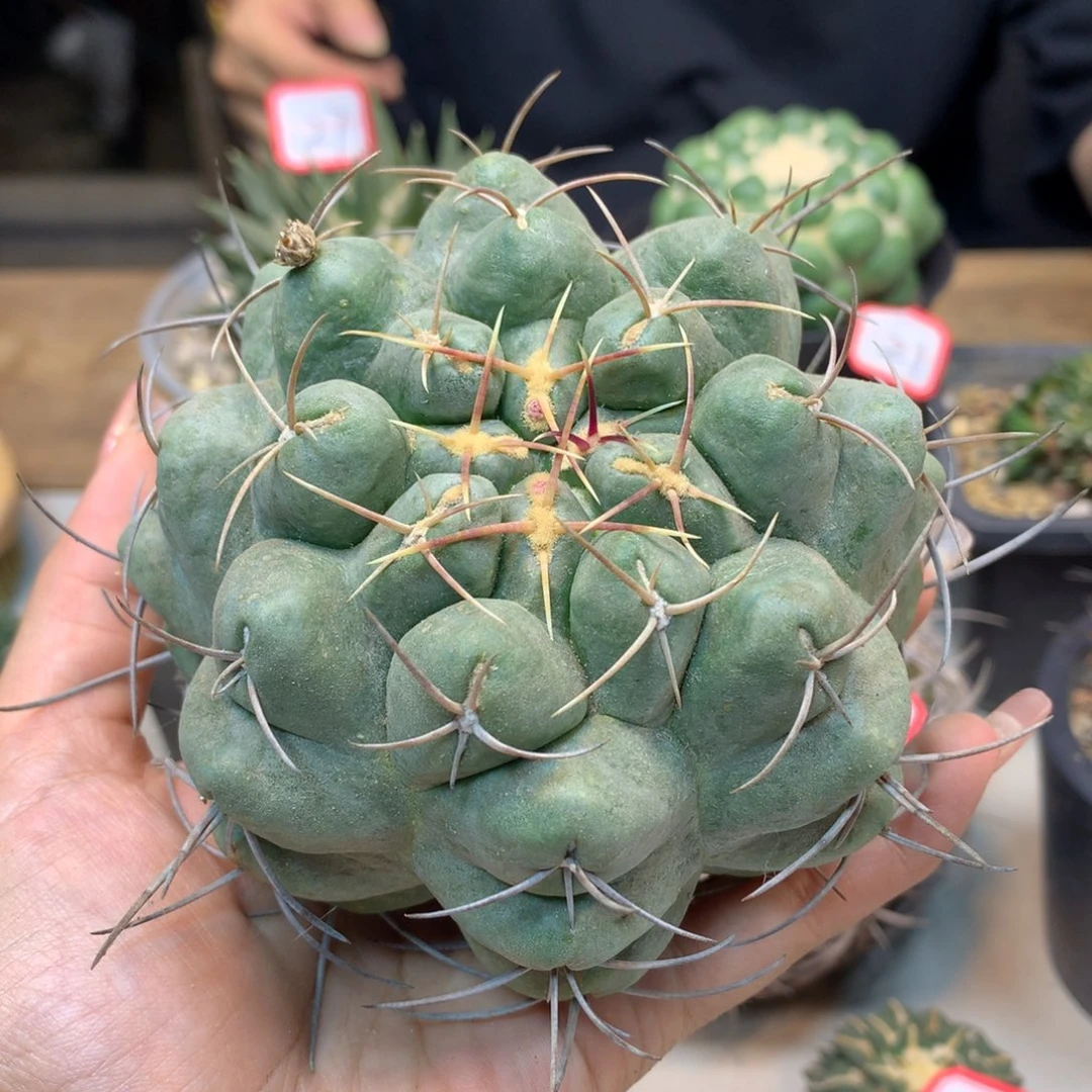 36号 自根白肌天晃丸战损