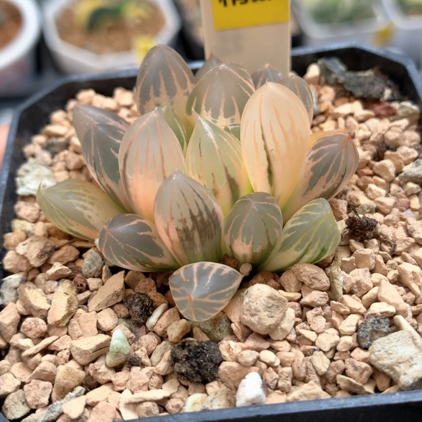 【闪购商品】33霓虹灯玉露