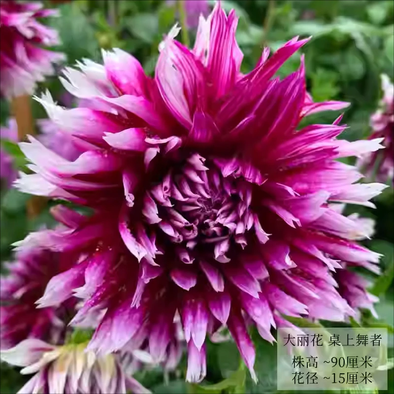 【桌上舞者】进口多年生重瓣大丽花种球盆栽地栽送肥料