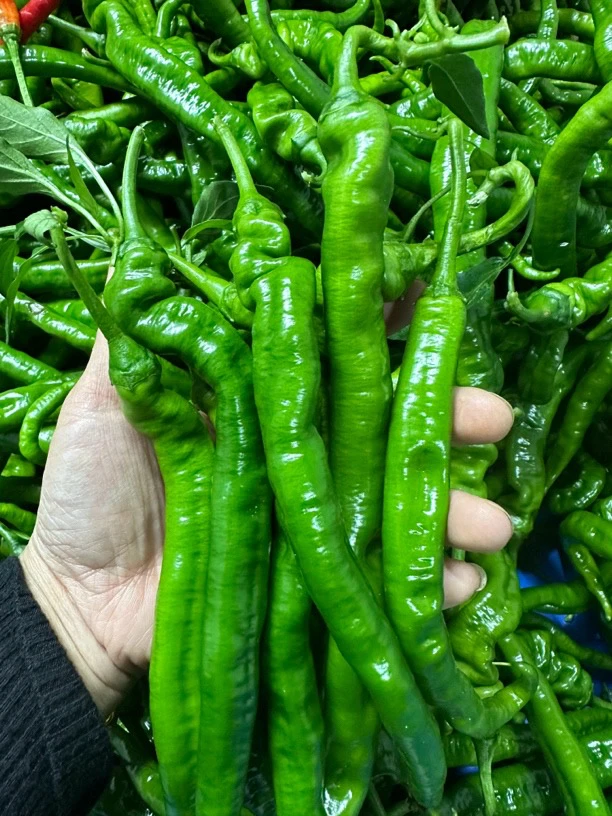 湖南本地露天新鲜现摘现发    【全青椒】