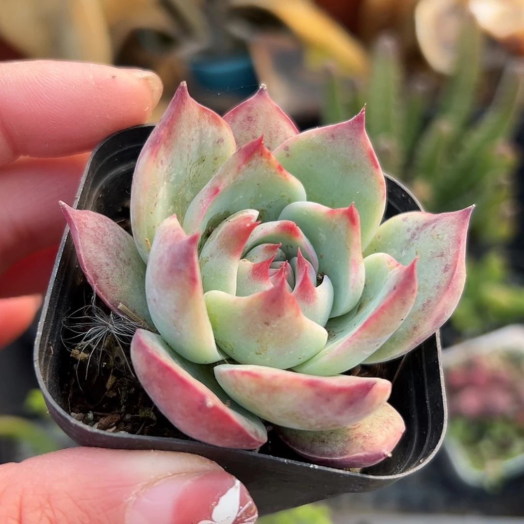 多肉植物惊鸿仙子