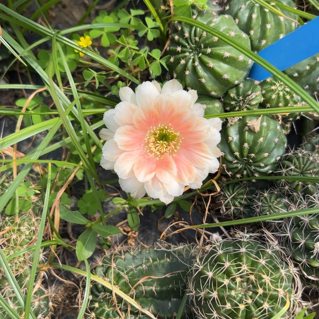 丽花仙人球仙人掌247侧芽