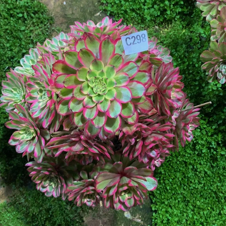 春****?粉霞298000000000