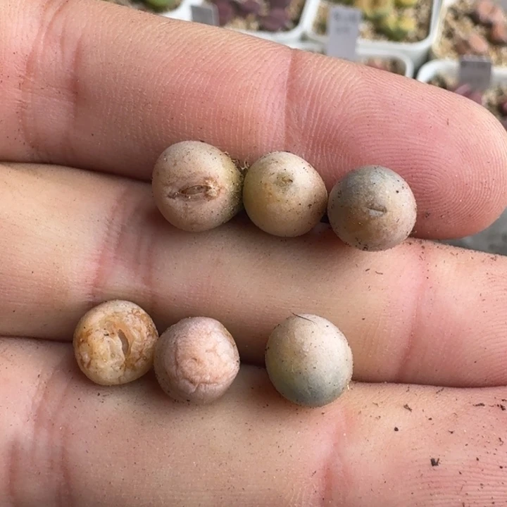 G487翠娥一年蜕皮中