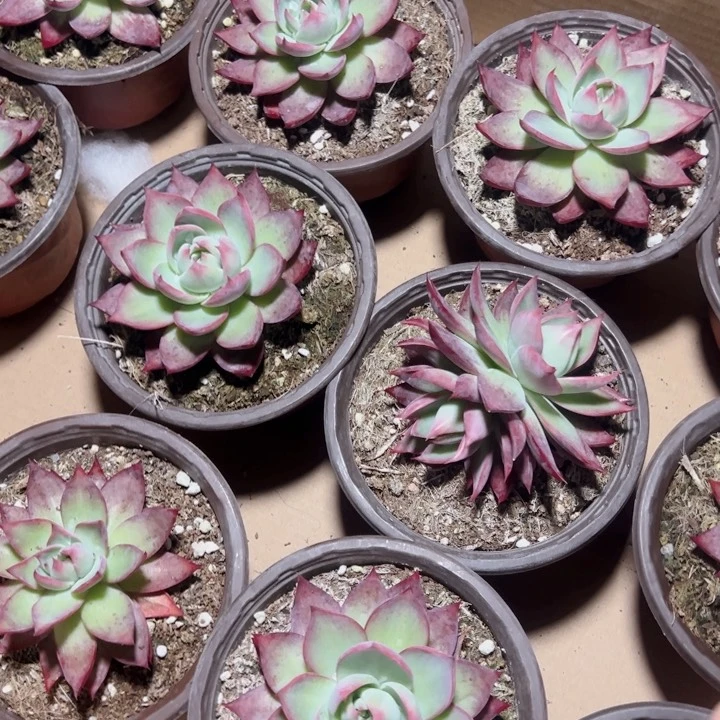 惊鸿仙子精品多肉