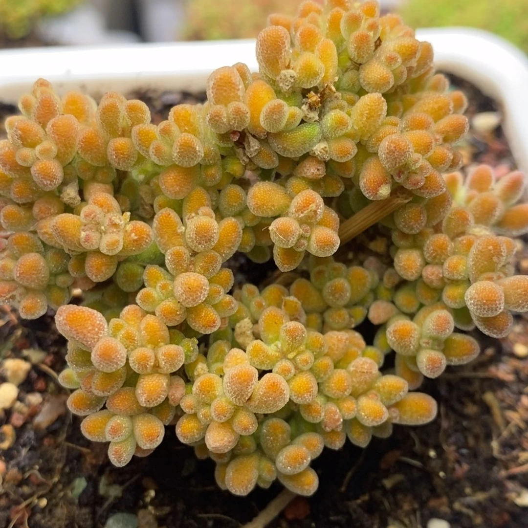 冰晶杂枝干番杏A179