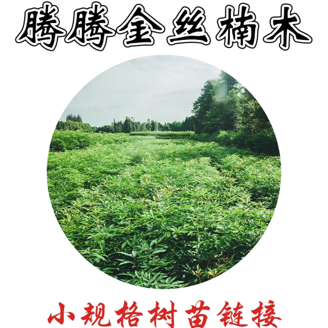 四川本地金丝楠木别墅庭院绿植绿化苗木小规格树苗链接