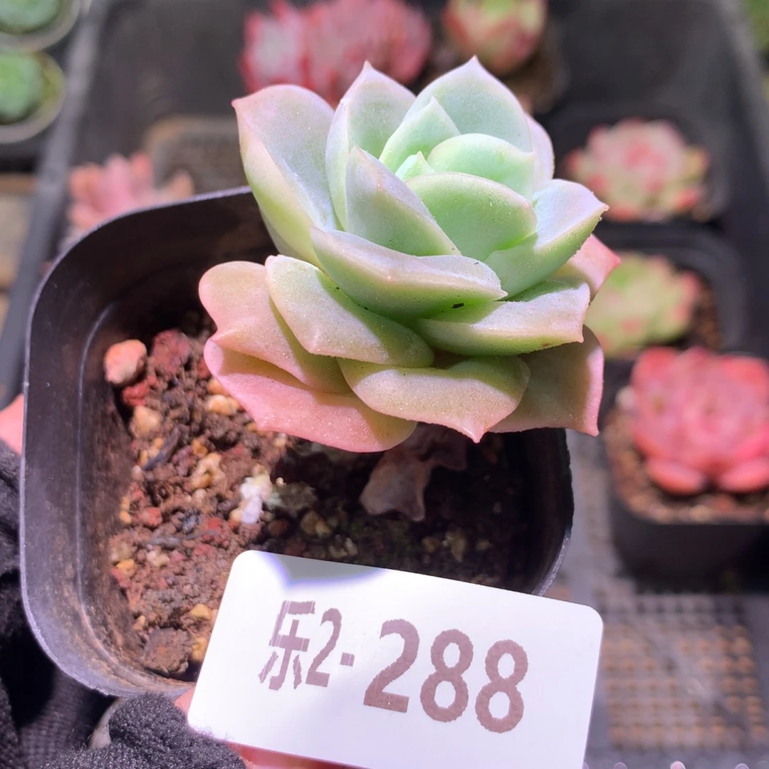 乐然 2-288 可爱玫瑰