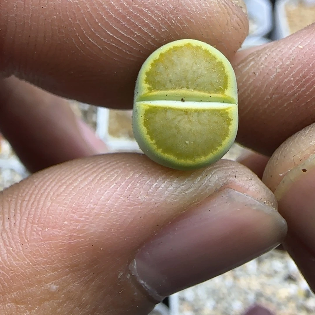473 生石花大棚直播