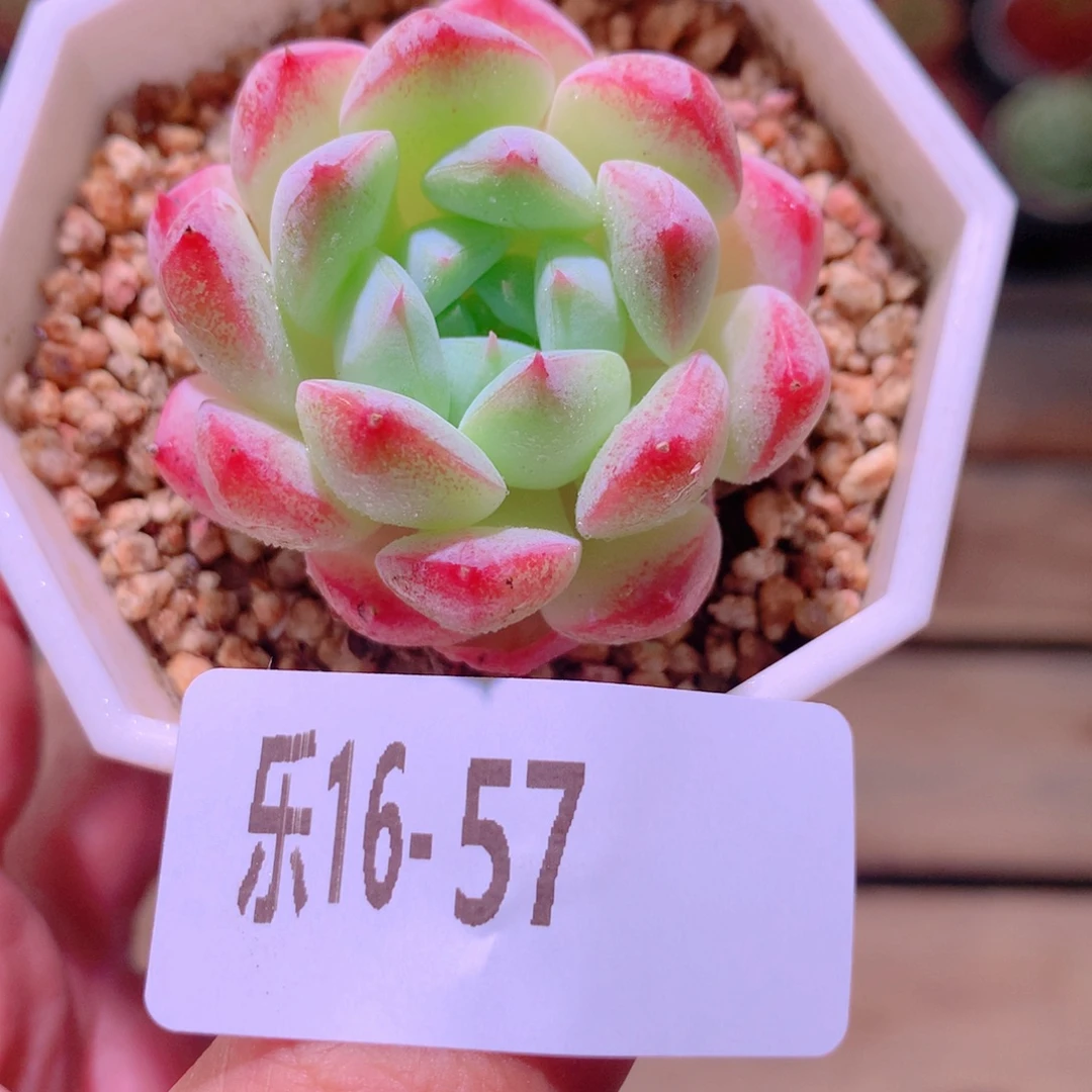 乐然16-57 精选糖心