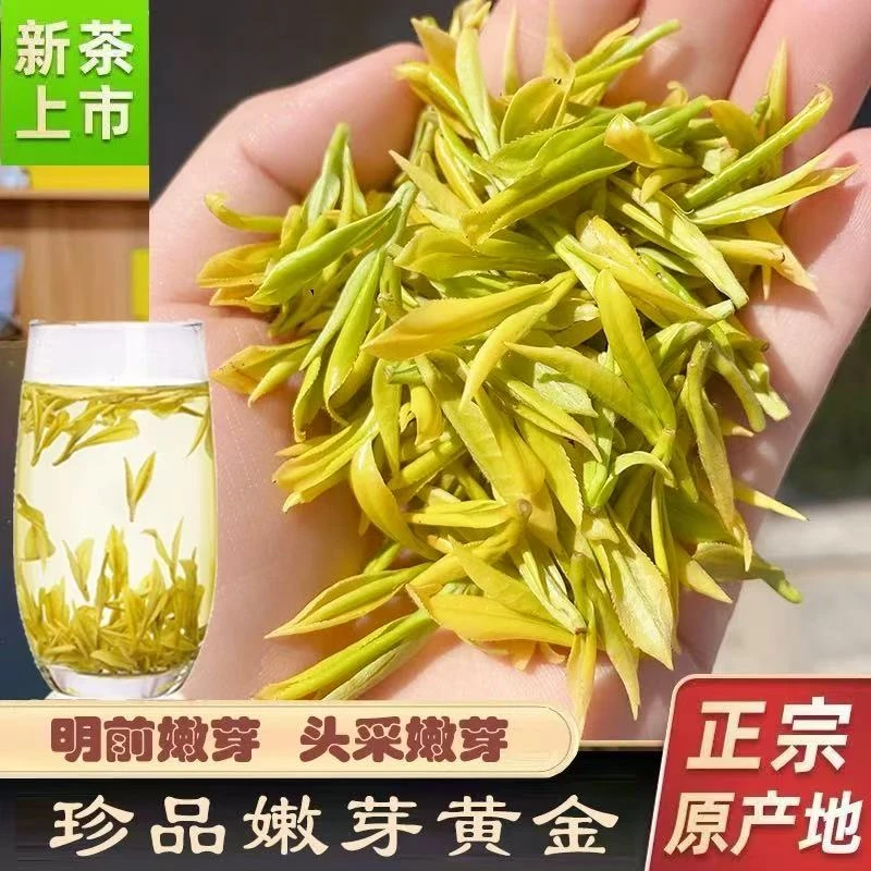 25春茶采摘新茶黄金芽茶叶正宗高山绿茶浓豆香鲜甜滑口珍惜小芽