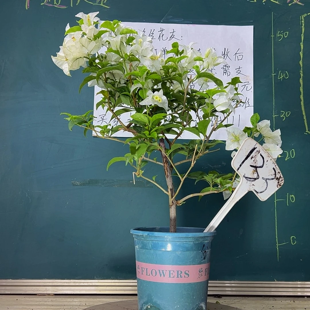 当前无花栽培后可以开花 白雪公主 有瑕疵  133