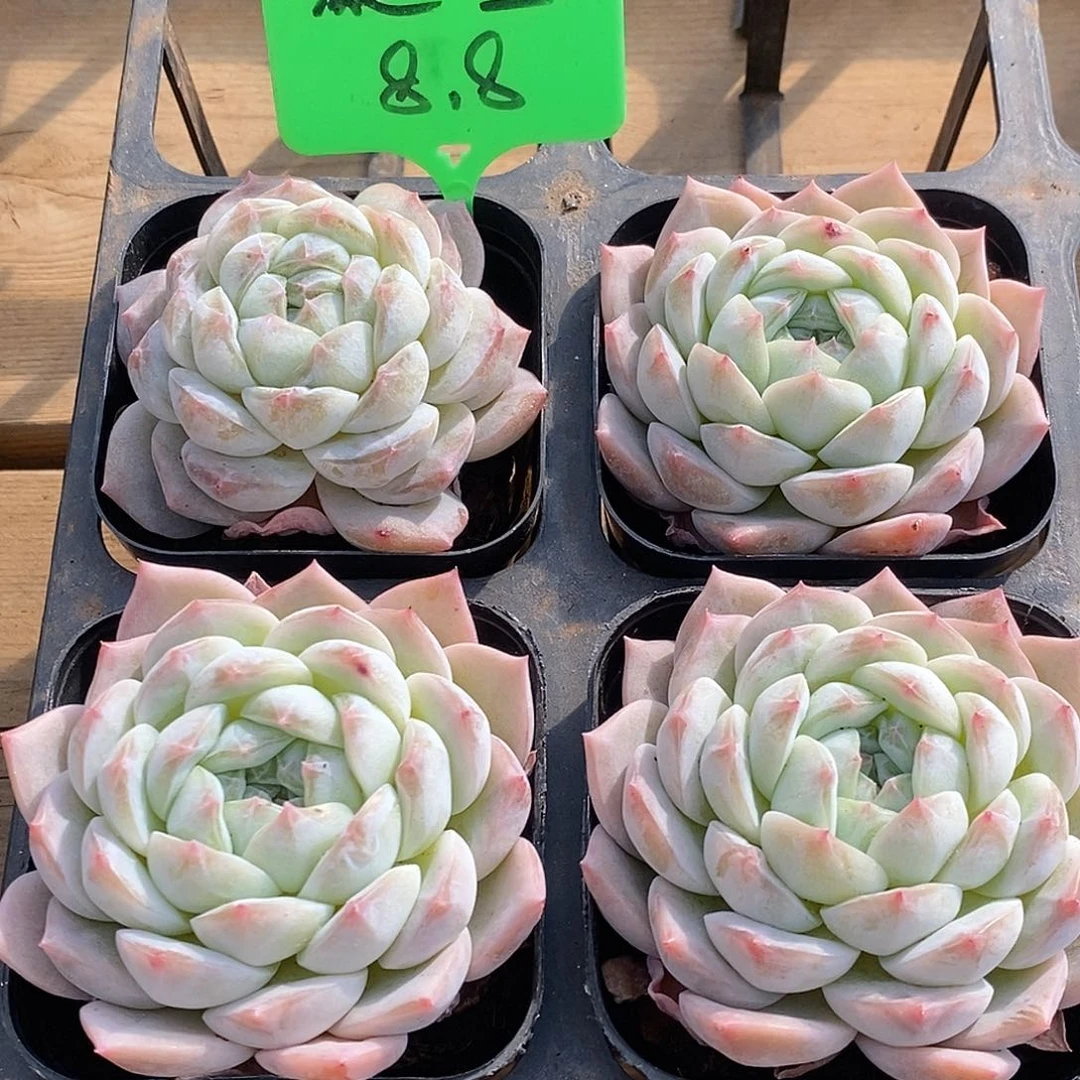 凝玉单头，多肉植物