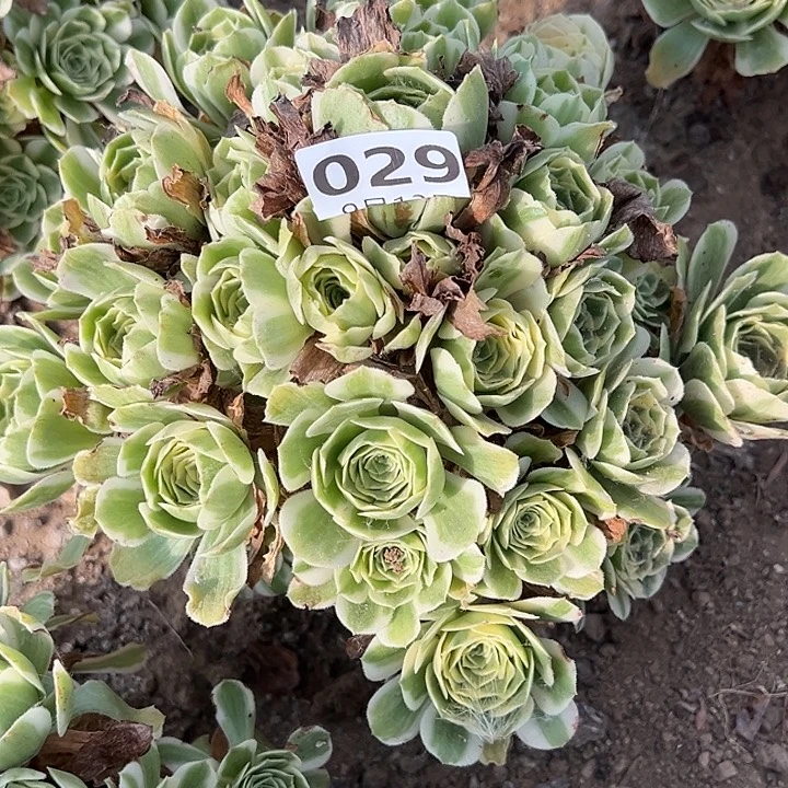9.13-29迈巴赫多肉植物3