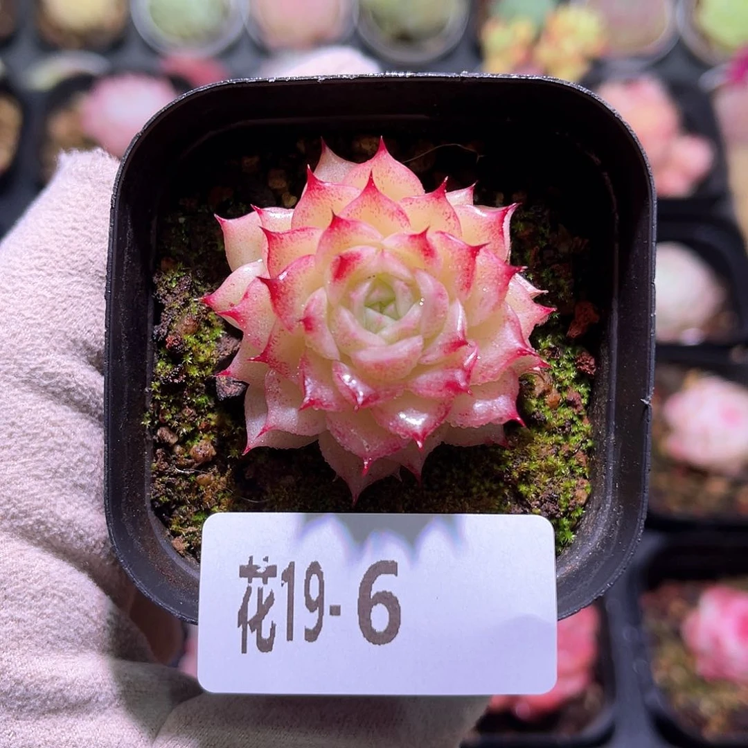 花利美19-6麦秆单头