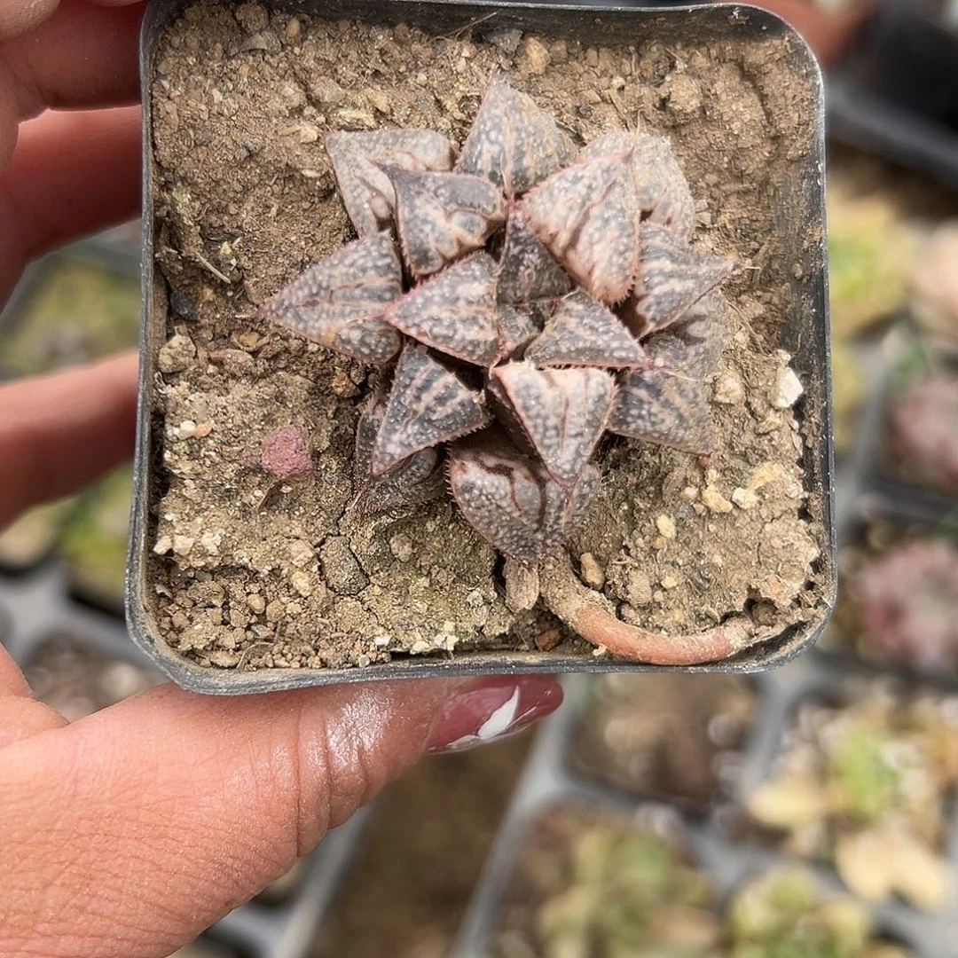 多肉植物多肉植物