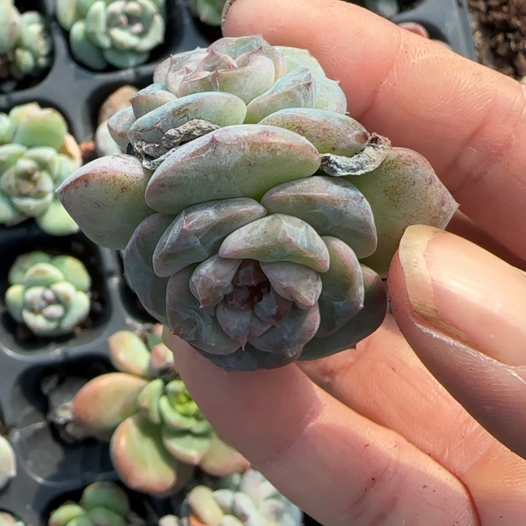 小卡拉米糖心一物一拍