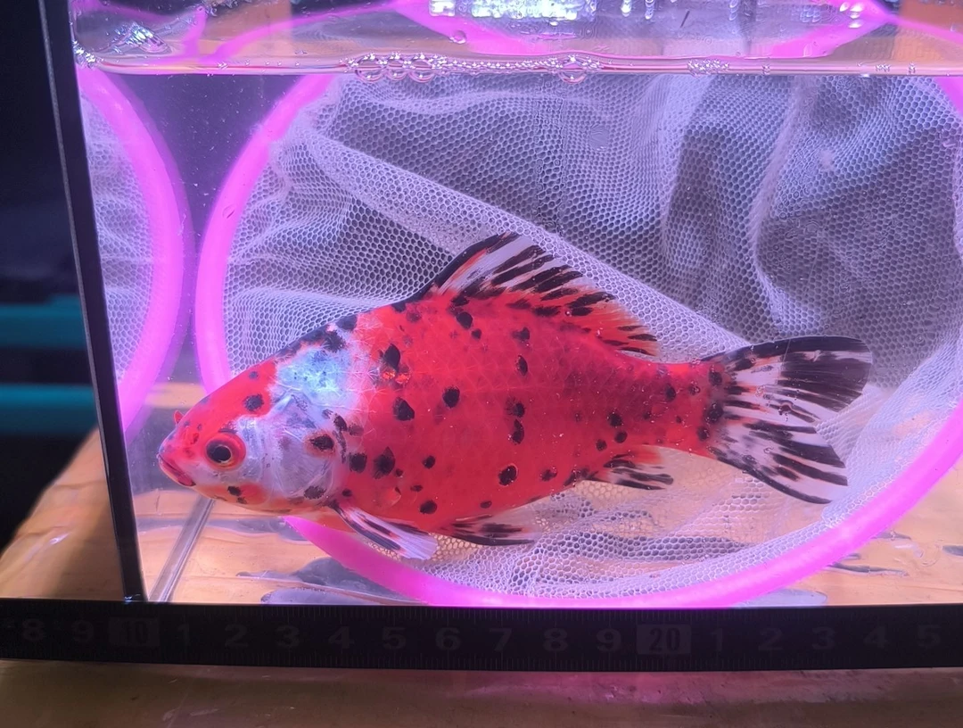 海水鱼品相自鉴全场包邮