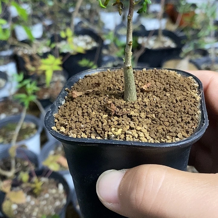 明***号飞羽带盆土发货植物