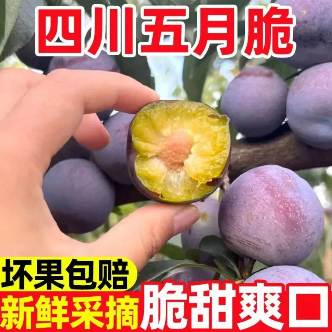 四川五月脆凤凰李现摘新鲜土李子脆红李子当季水果脆甜可口