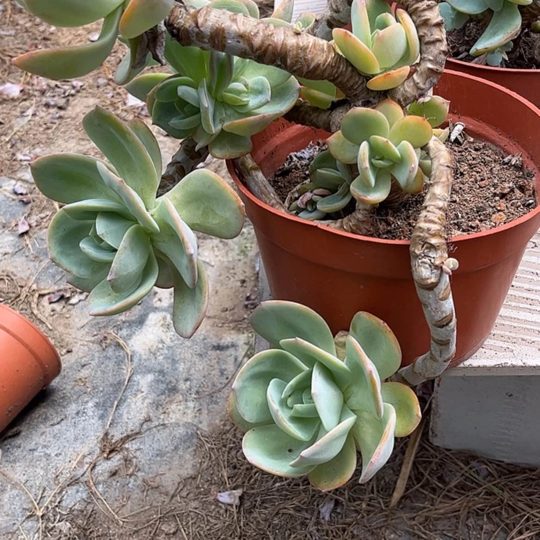 【闪购商品】无花朵红**叶