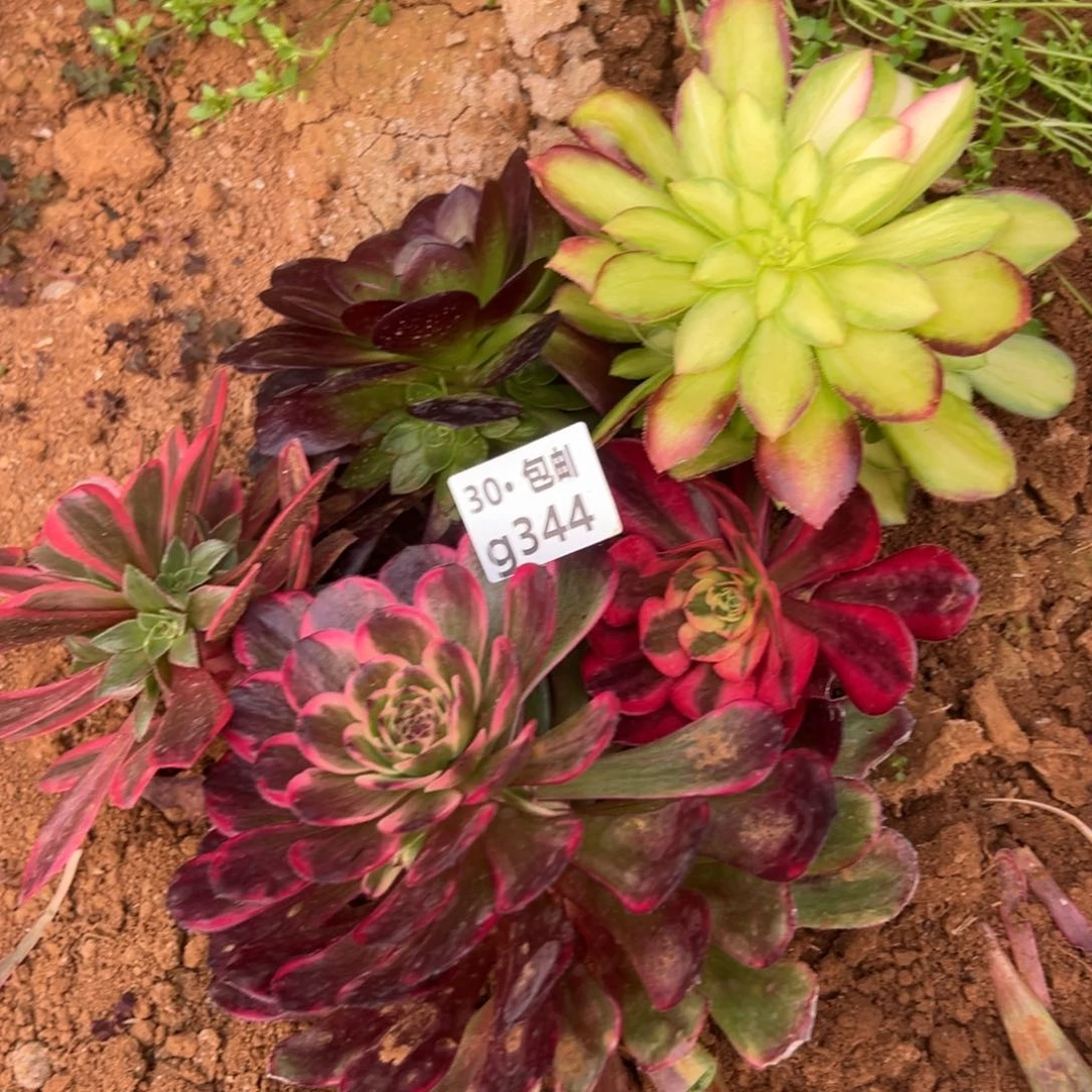 344处理多肉法师组合