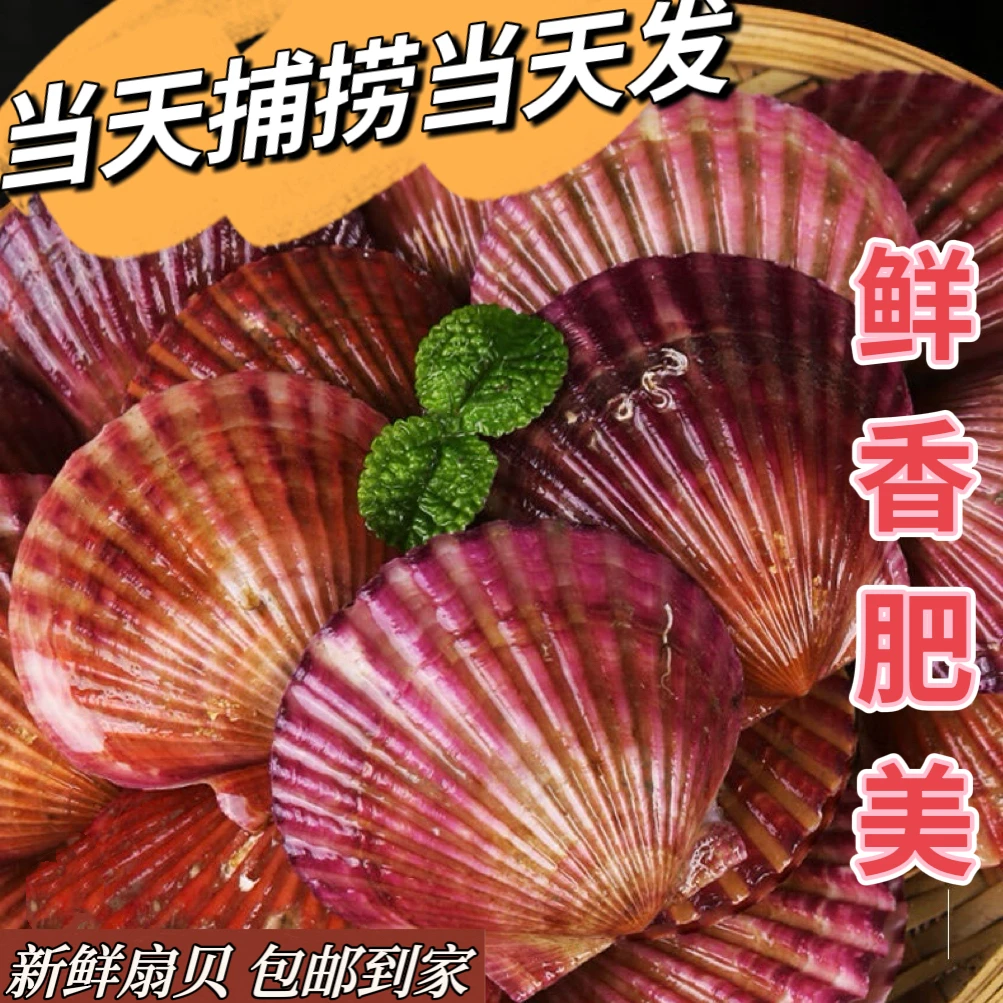 【鲜活扇贝】大个头5斤超大饱满鲜美 山东烟台产地直发（保鲜不包活）