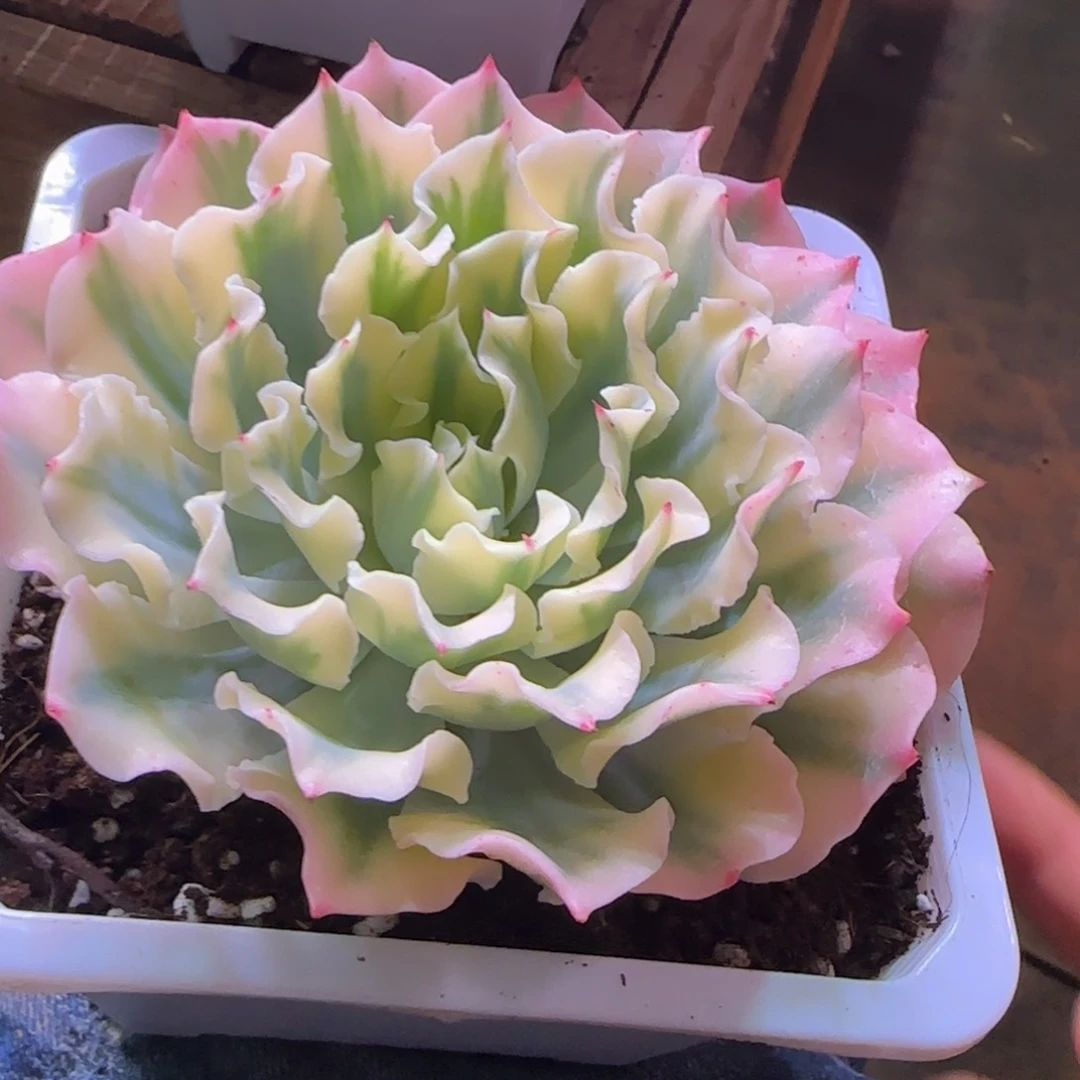 依*托随 多肉植物 多肉