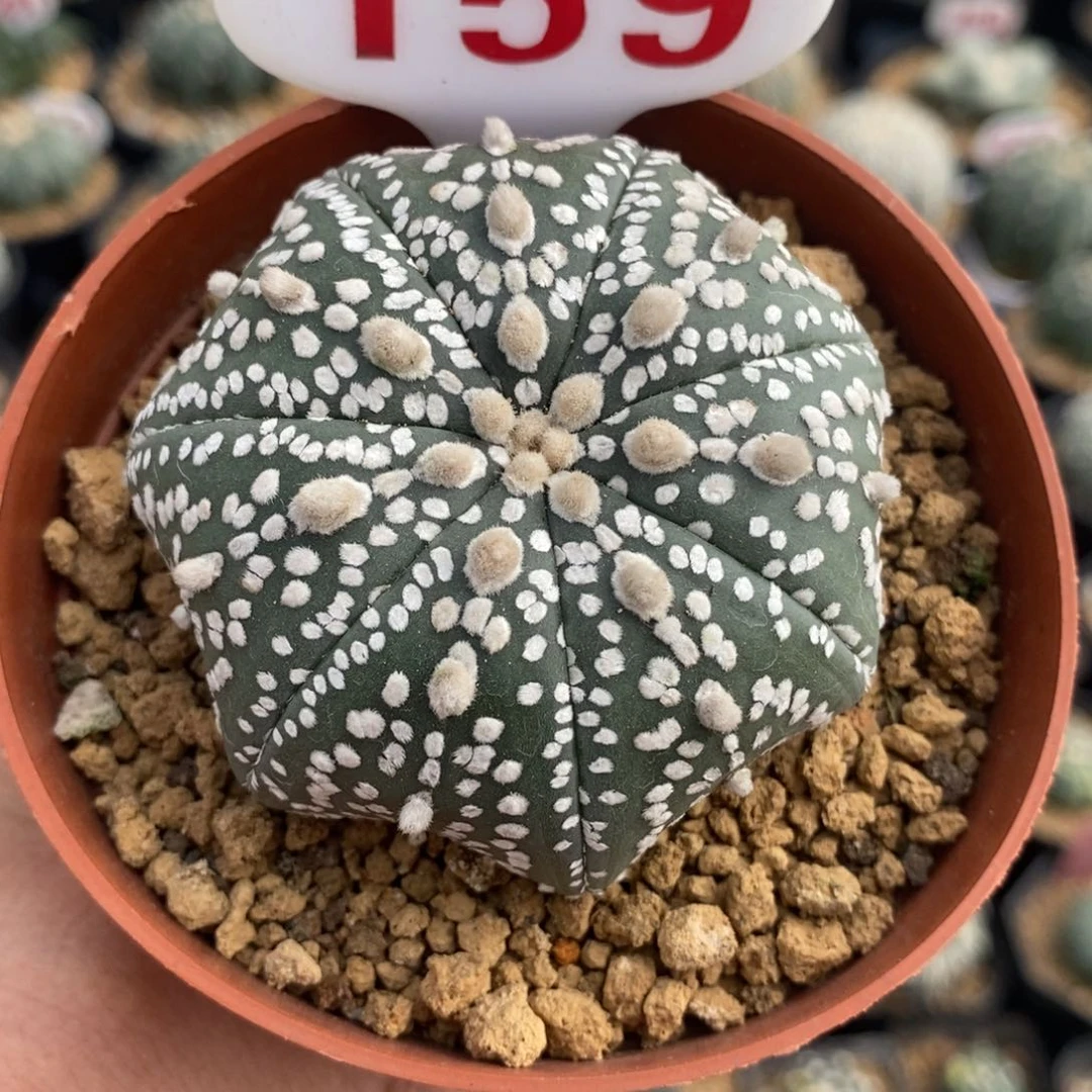 159七愣连线超兜