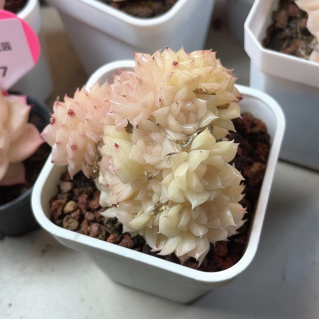 优选麦秆福利9314