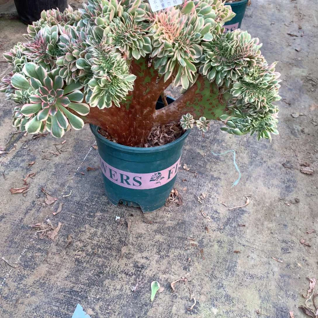 多肉植物女郎缀546