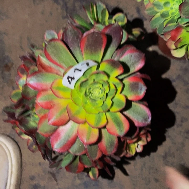 417奶白宽锦多肉植物处理不售后