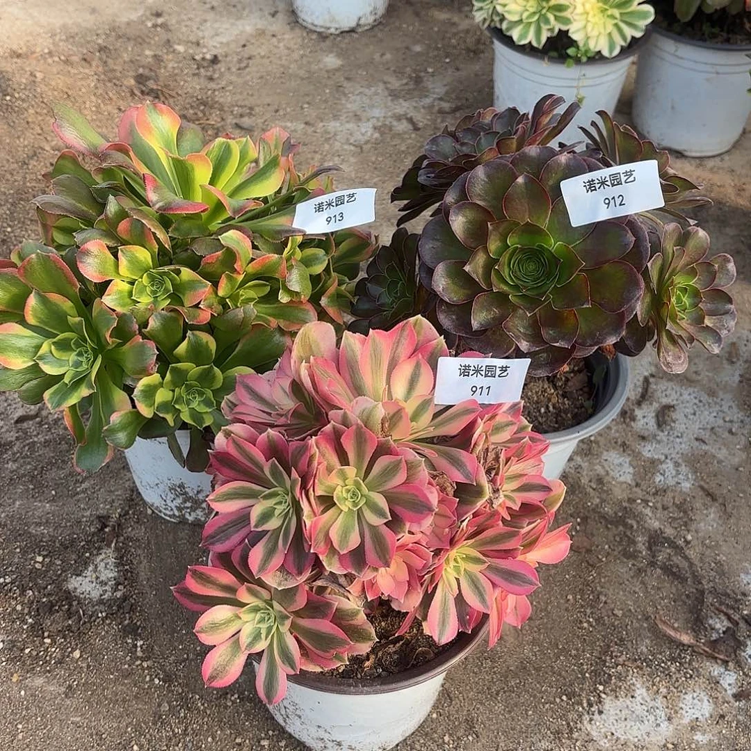 女巫特斯拉魅金多肉植物911-12-13