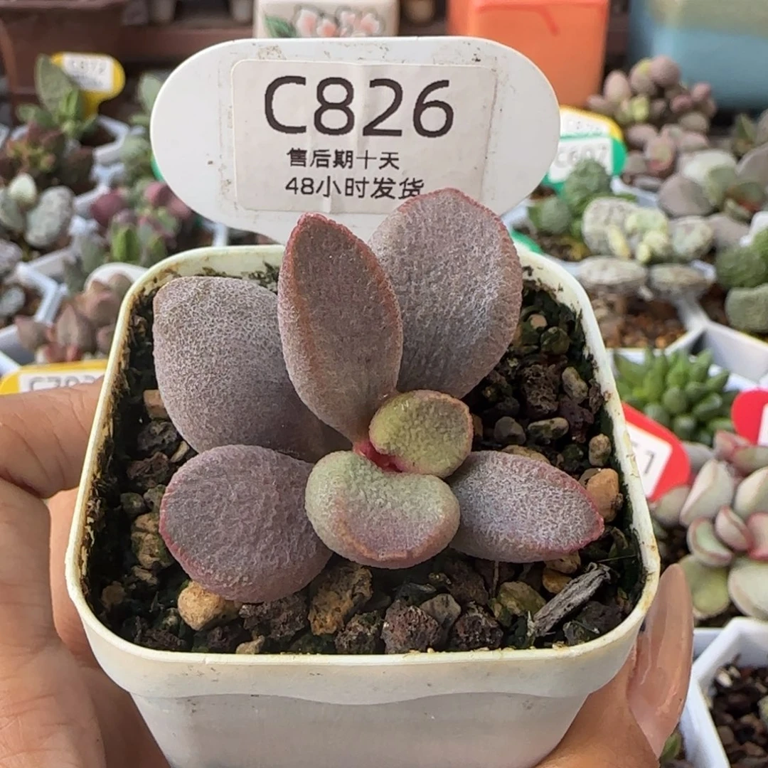 甜心水泡多肉。  826。