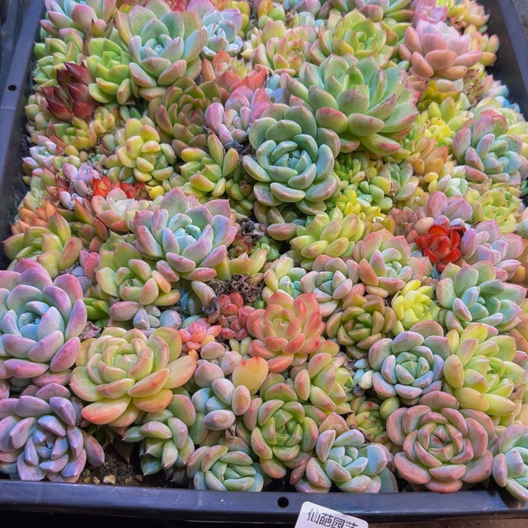 木***王149多肉植物和植物在这里