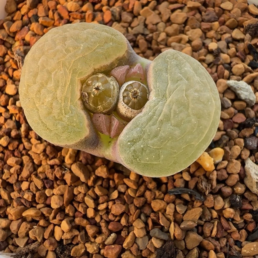 多肉植物外播 十万磁铁41号