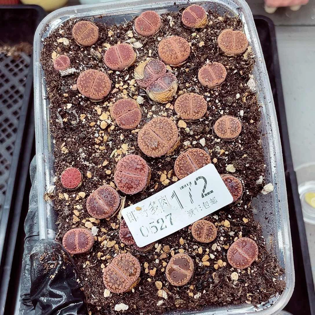 郎哥18包邮0527-172