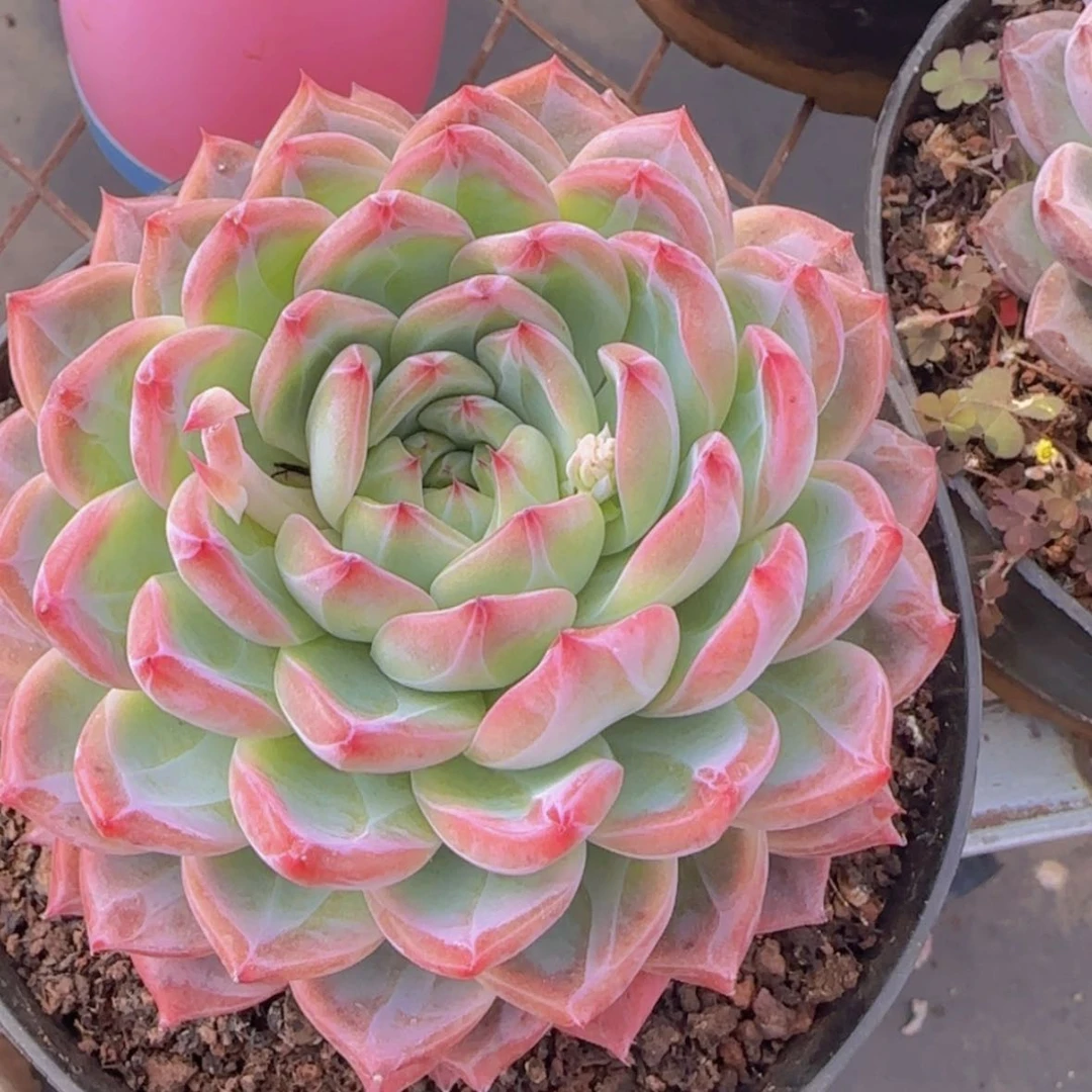 【闪购商品】母本模特红鸾