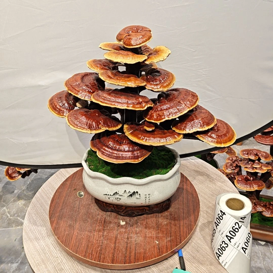 灵芝盆景高端大气上档次