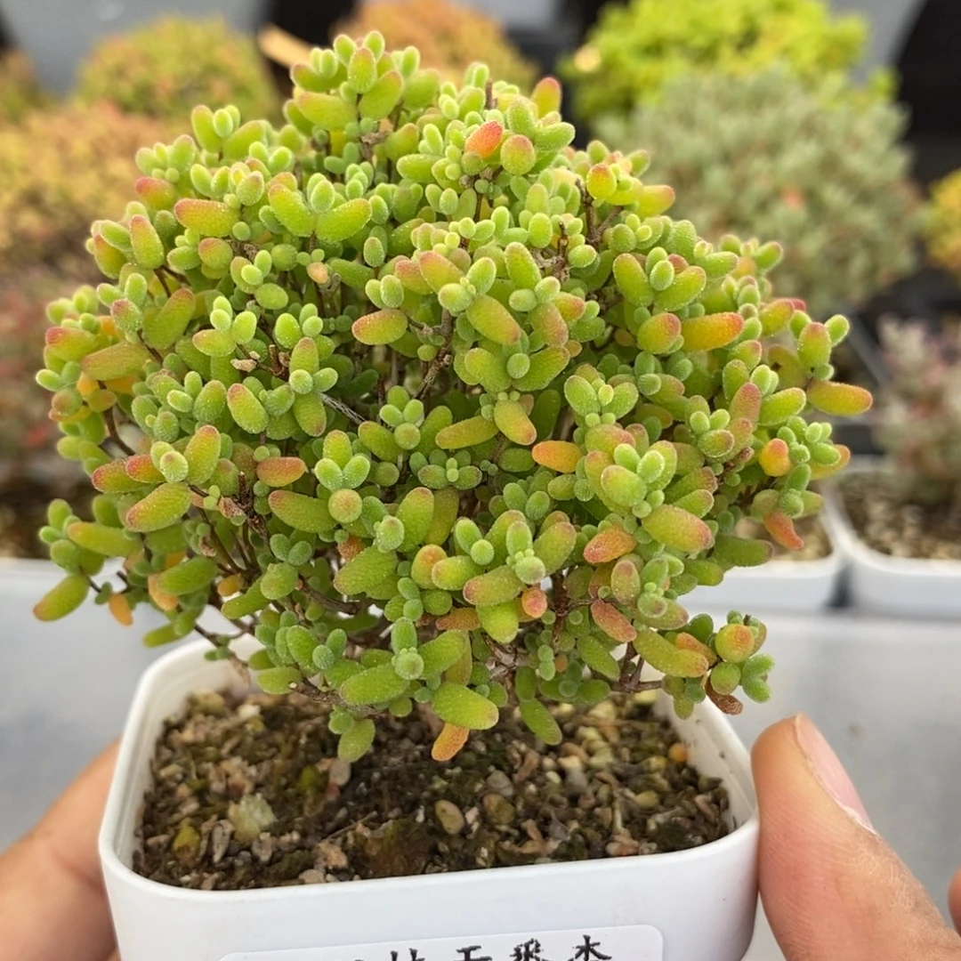 436蜜橘。