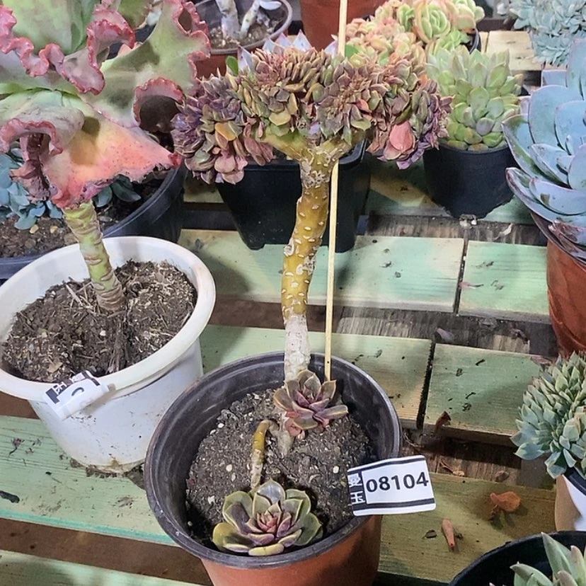 【闪购商品】大红袍缀08104