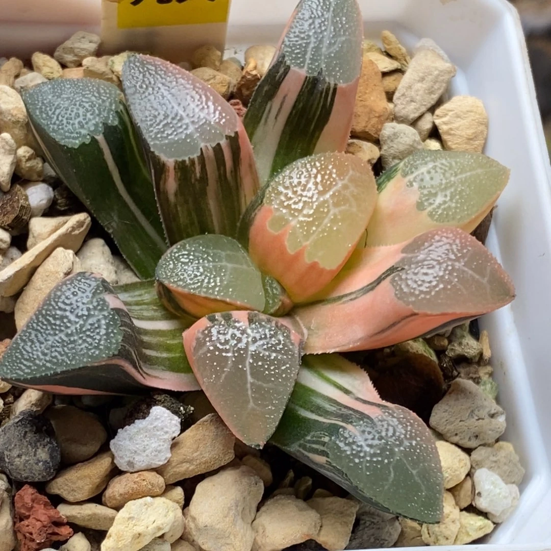 639号网纹克锦多肉