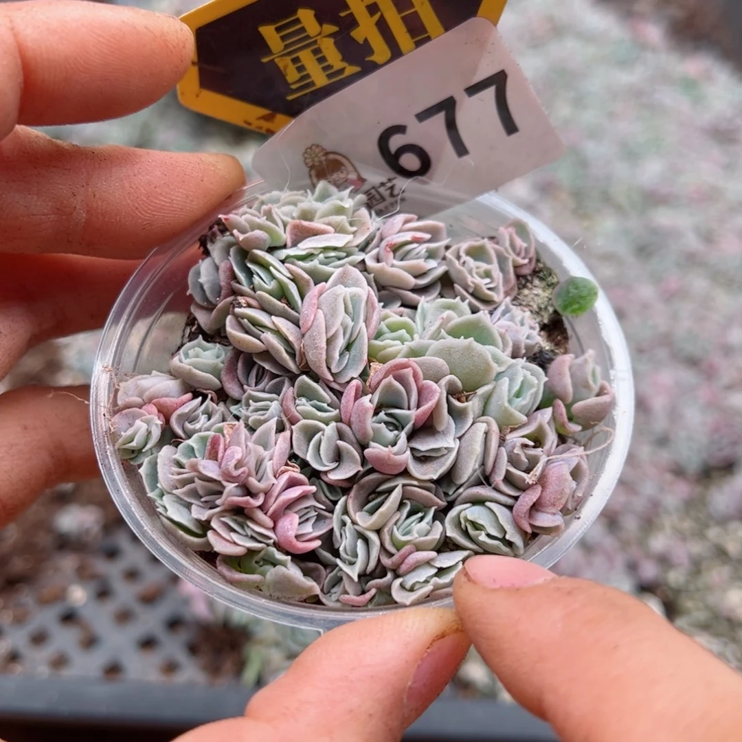 多肉植物多肉植物