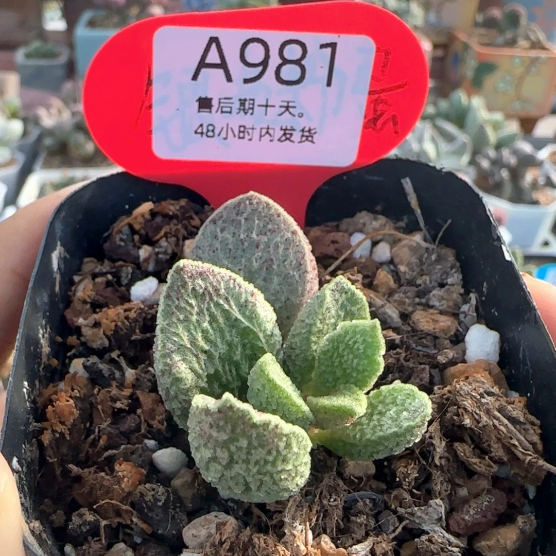 朱雀。     981。