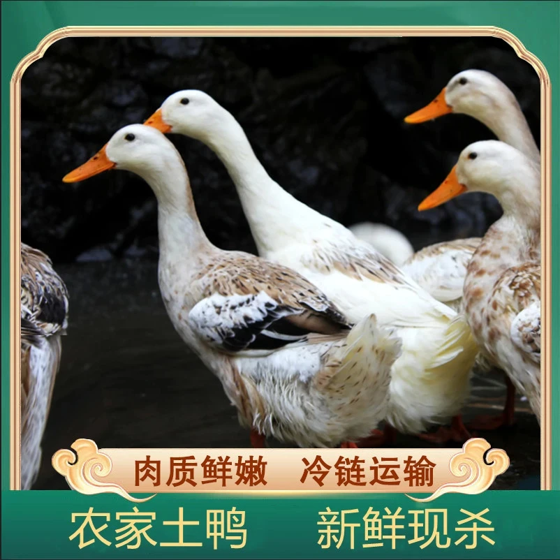 买一送一【发2只8斤黑嘴麻鸭毛重】黑嘴麻鸭杀完后2只净重5斤左右