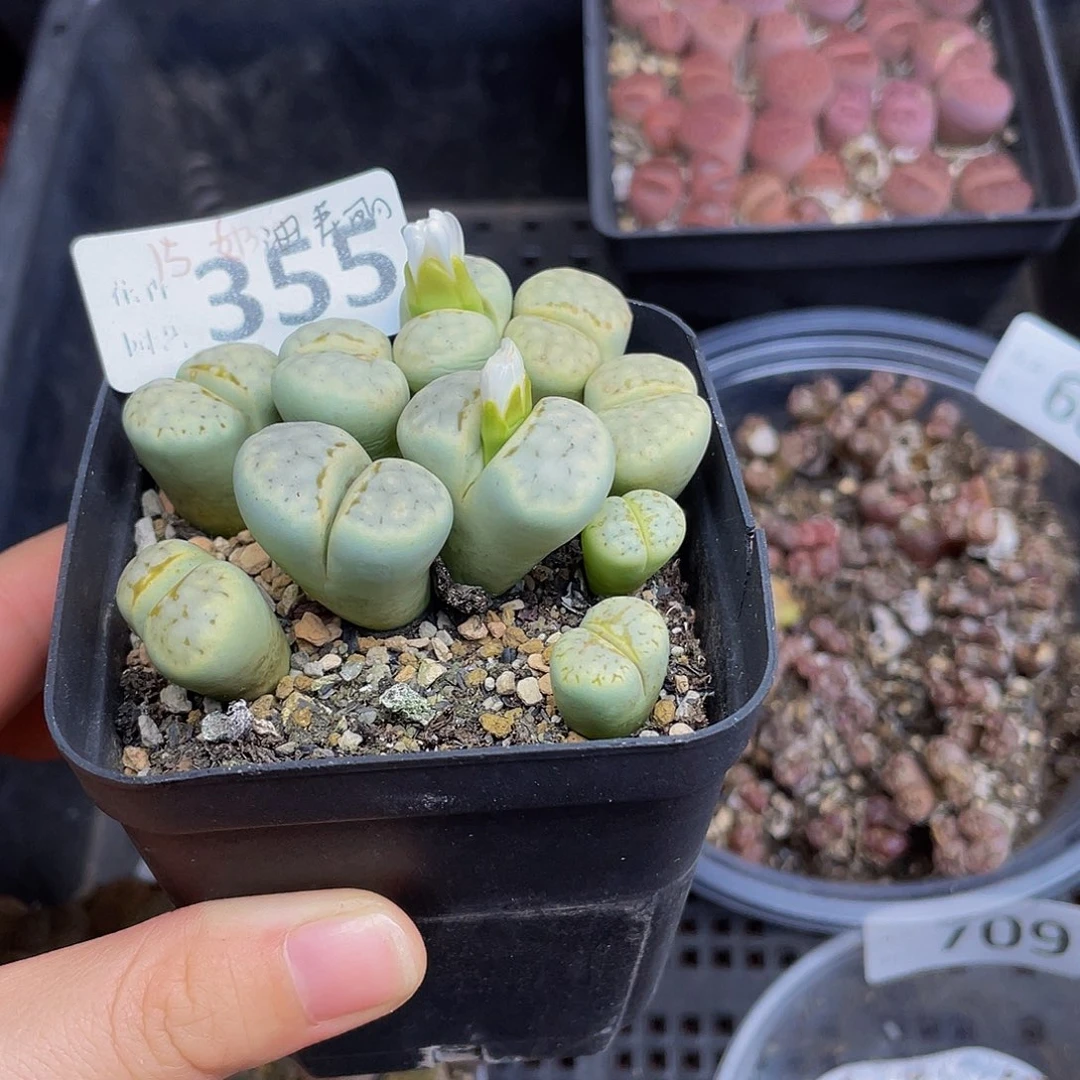 355000000000花花花花花花花