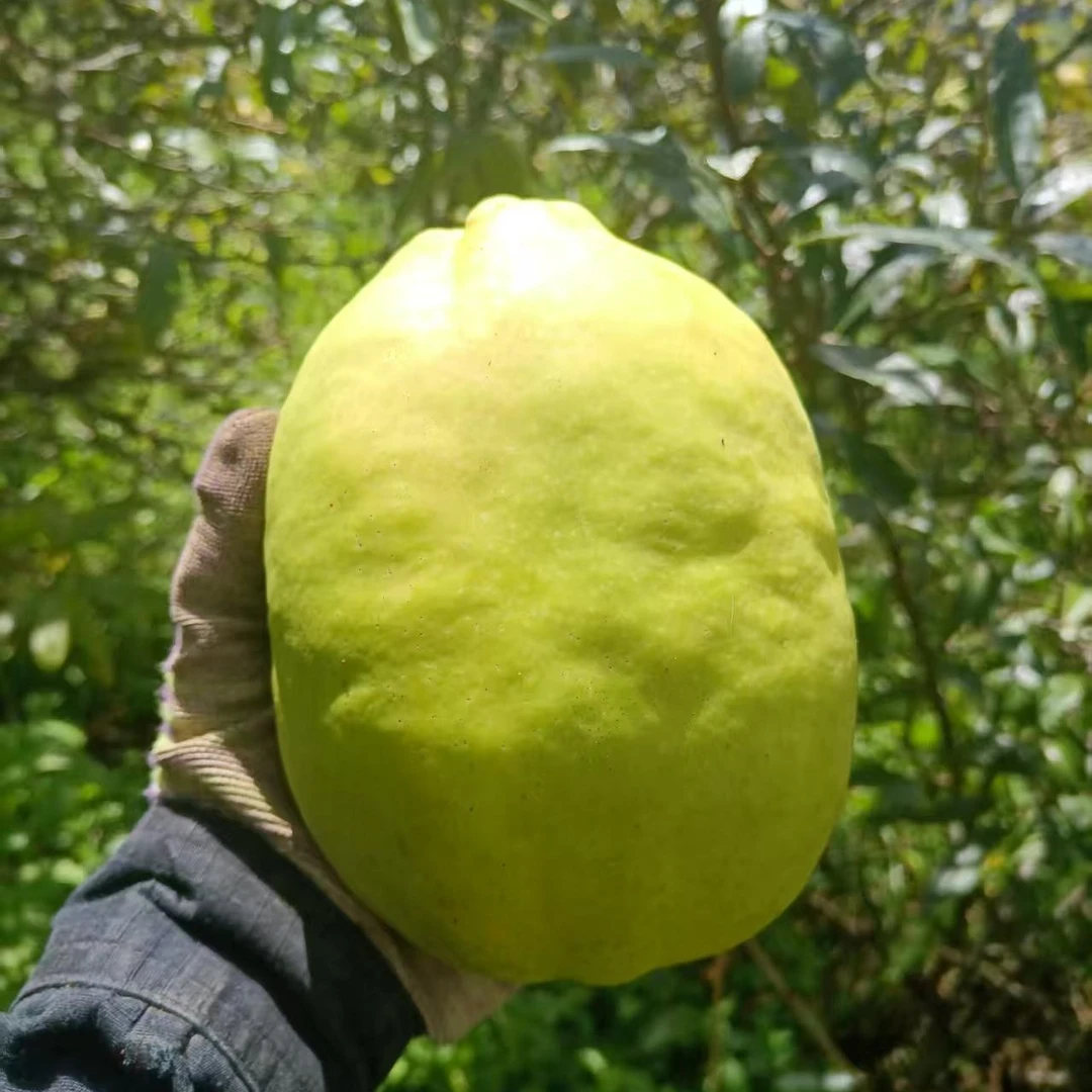 怒江高山百花酸木瓜